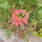 ヒメ日記 2025/10/03 08:15 投稿 サキ シャロン横浜