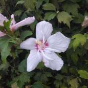 ヒメ日記 2025/10/05 08:15 投稿 サキ シャロン横浜