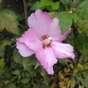 ヒメ日記 2025/10/10 08:15 投稿 サキ シャロン横浜