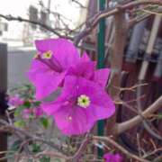 ヒメ日記 2025/10/15 08:15 投稿 サキ シャロン横浜