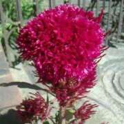 ヒメ日記 2025/10/17 08:15 投稿 サキ シャロン横浜