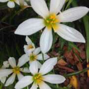 ヒメ日記 2025/10/19 08:15 投稿 サキ シャロン横浜