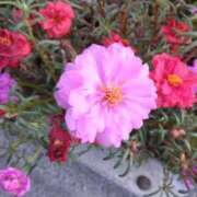 ヒメ日記 2025/10/22 08:15 投稿 サキ シャロン横浜