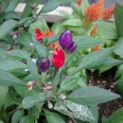 ヒメ日記 2025/10/24 08:15 投稿 サキ シャロン横浜