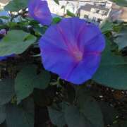 ヒメ日記 2025/11/05 08:15 投稿 サキ シャロン横浜