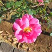 ヒメ日記 2025/11/07 08:15 投稿 サキ シャロン横浜