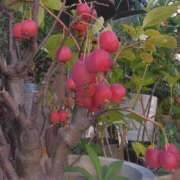 ヒメ日記 2025/11/09 08:15 投稿 サキ シャロン横浜