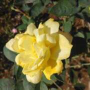 ヒメ日記 2025/11/12 08:15 投稿 サキ シャロン横浜