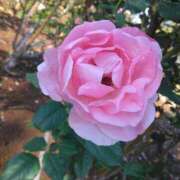 ヒメ日記 2025/11/14 08:15 投稿 サキ シャロン横浜