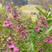 ヒメ日記 2025/11/16 08:15 投稿 サキ シャロン横浜