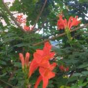 ヒメ日記 2025/11/21 08:15 投稿 サキ シャロン横浜