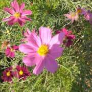 ヒメ日記 2025/11/23 08:15 投稿 サキ シャロン横浜