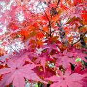 ヒメ日記 2025/11/26 08:15 投稿 サキ シャロン横浜