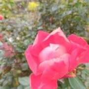 サキ ☆にゃんにゃん☆ シャロン横浜