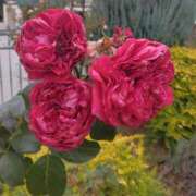 サキ ☆季節外れの☆ シャロン横浜