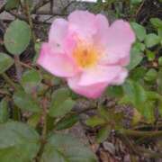 サキ ☆おかるとチック☆ シャロン横浜