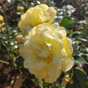 ヒメ日記 2025/12/07 08:15 投稿 サキ シャロン横浜