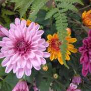 ヒメ日記 2025/12/10 08:15 投稿 サキ シャロン横浜