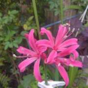 ヒメ日記 2025/12/12 08:15 投稿 サキ シャロン横浜