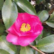 ヒメ日記 2026/01/04 08:15 投稿 サキ シャロン横浜