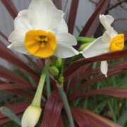 ヒメ日記 2026/01/07 08:15 投稿 サキ シャロン横浜