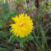 ヒメ日記 2026/01/09 08:15 投稿 サキ シャロン横浜