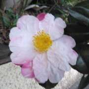 ヒメ日記 2026/01/11 08:15 投稿 サキ シャロン横浜