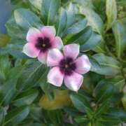 ヒメ日記 2026/01/18 08:15 投稿 サキ シャロン横浜