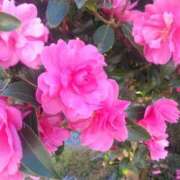 サキ ☆モフモフ復活～☆ シャロン横浜