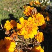 ヒメ日記 2026/01/23 08:15 投稿 サキ シャロン横浜