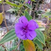 ヒメ日記 2026/01/25 08:15 投稿 サキ シャロン横浜