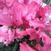 ヒメ日記 2026/01/28 08:15 投稿 サキ シャロン横浜