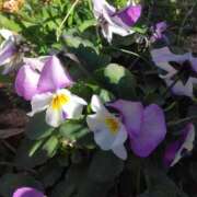 ヒメ日記 2026/01/30 08:15 投稿 サキ シャロン横浜