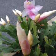 ヒメ日記 2026/02/04 08:15 投稿 サキ シャロン横浜