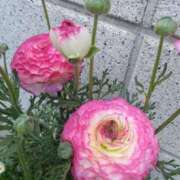 ヒメ日記 2026/02/06 08:15 投稿 サキ シャロン横浜