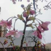 ヒメ日記 2026/02/08 08:15 投稿 サキ シャロン横浜