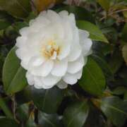 ヒメ日記 2026/02/22 08:15 投稿 サキ シャロン横浜