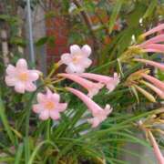 ヒメ日記 2026/02/27 08:15 投稿 サキ シャロン横浜