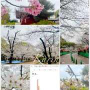 ヒメ日記 2025/04/01 09:17 投稿 果鈴(かりん) 人妻出逢い会 百合の園 池袋店