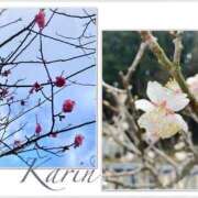 ヒメ日記 2026/04/03 20:53 投稿 果鈴(かりん) 人妻出逢い会 百合の園 池袋店