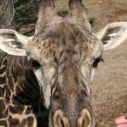 ヒメ日記 2025/09/25 11:00 投稿 あかり アバンチュール（難波）