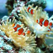 ヒメ日記 2025/09/24 09:15 投稿 えりか アバンチュール（難波）