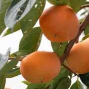 ヒメ日記 2025/11/17 08:30 投稿 えりか アバンチュール（難波）