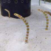 ヒメ日記 2025/12/31 08:15 投稿 えりか アバンチュール（難波）