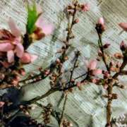 ヒメ日記 2025/04/08 16:08 投稿 けいこ アバンチュール（難波）