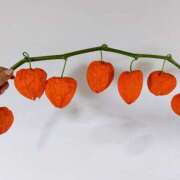 ヒメ日記 2025/07/31 15:02 投稿 けいこ アバンチュール（難波）