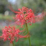 ヒメ日記 2025/09/21 09:19 投稿 けいこ アバンチュール（難波）