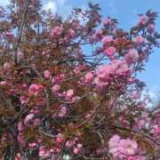 ヒメ日記 2026/04/09 14:05 投稿 けいこ アバンチュール（難波）