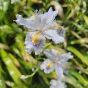 ヒメ日記 2026/04/21 12:56 投稿 けいこ アバンチュール（難波）