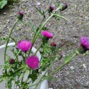 ヒメ日記 2026/04/29 14:27 投稿 けいこ アバンチュール（難波）